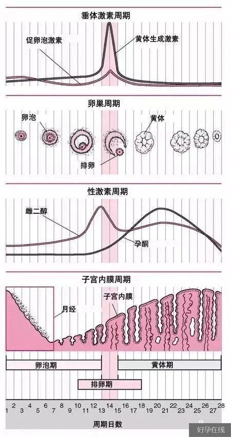 42岁卵巢早衰能自然周期取卵做试管婴儿?