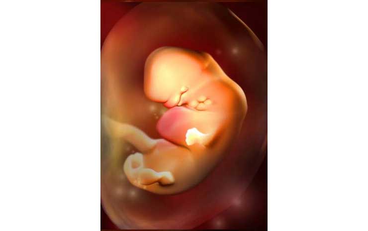 宝宝子宫内发育全过程 | 0-40周的3d影像,比四维更清晰-备孕试管不孕
