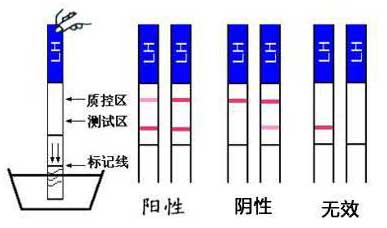 排卵试纸的五个使用方法