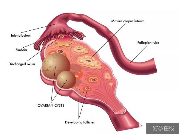 卵巢生理结构图
