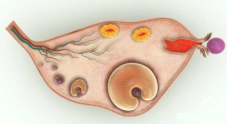 多囊卵巢的科学研究解疑