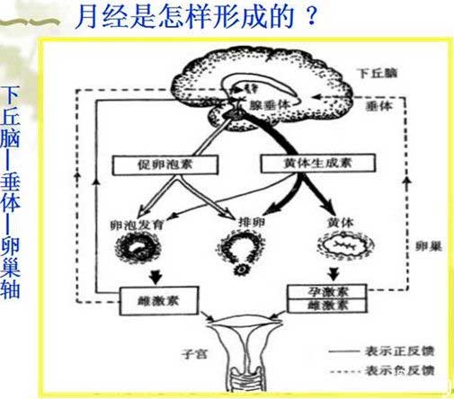 月经形成结构图