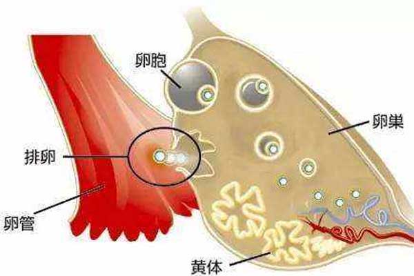 试管移植后黄体支持哪种好